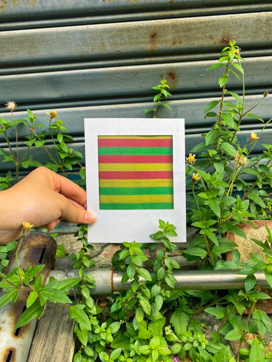 黃綠條紋色卡在綠葉之間